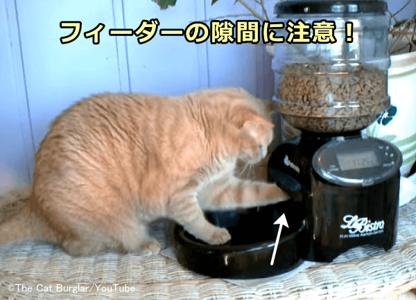 ダイエット中の猫は空腹から保存容器やフィーダーからフードを盗むことがある