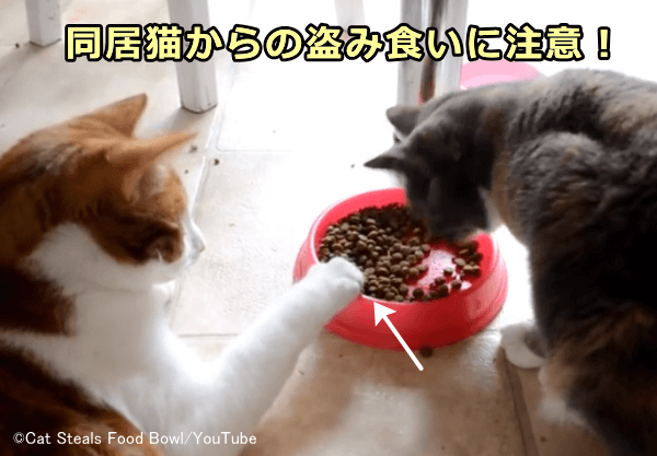 多頭飼育の過程においては減量中の猫が他の猫からエサを盗まないよう注意する