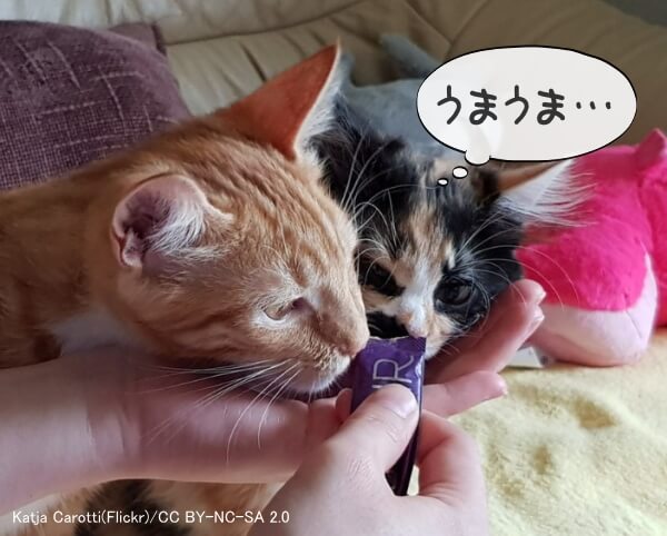 猫の食生活 完全ガイド 好き嫌いから手作りごはんの注意点まで 子猫のへや