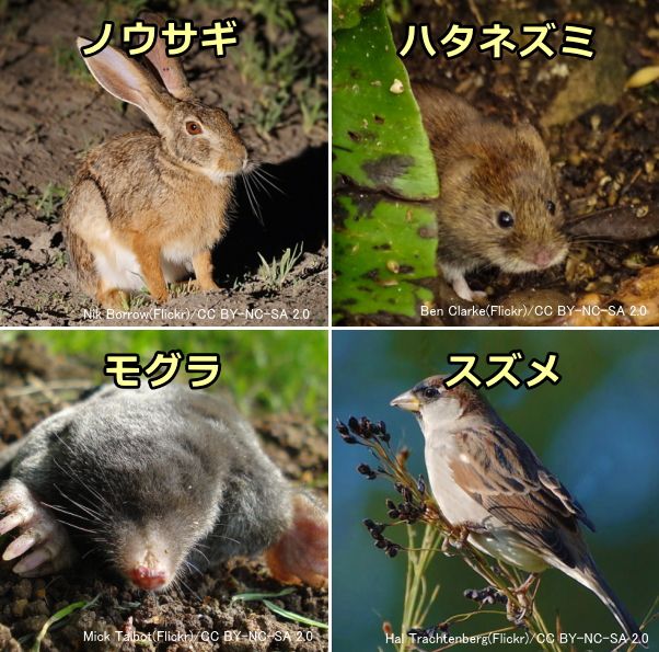 野生動物に対する猫の好みは、ウサギ＞ハタネズミ＞ネズミ・食虫動物＞イエスズメ、という順番