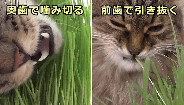 猫が草を食べるときは前歯で引き抜いたり奥歯で噛み切ったりする