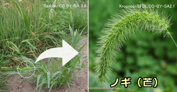 エノコログサ（ネコジャラシ）の外観と先端のノギ（芒）部分拡大写真