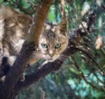 ヨーロッパヤマネコにおいても草食行動は普通に見られる