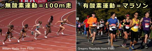 無酸素運動と有酸素運動