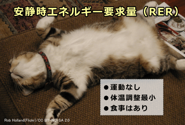 猫の安静時エネルギー要求量（RER）は運動と体温調整が最小の状態におけるエネルギーに相当