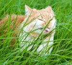 野良猫が草を食べるのは普通のこと