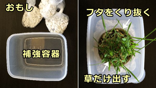 猫草容器を固定するための補強～重量のある別容器の蓋をくり抜いて草だけ出す