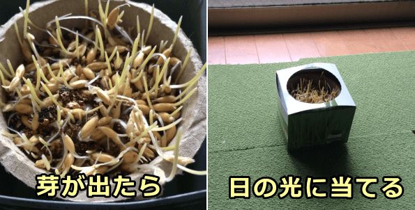 猫草の芽が出てきたら陽の光に当てる