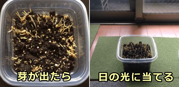 猫草の種が発芽したタイミングで陽の光に晒す