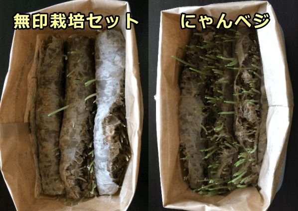 水だけ与えるタイプの猫草栽培セットでは最初に250mlの水を注ぎ込んだ後、芽が出るまで何もしなくてよい