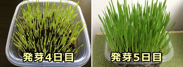 発芽後1週間ほどで自家栽培用の鉢がエン麦若草で満たされる