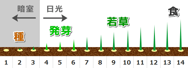 猫草は発芽するまで暗室、発芽してからは日光に晒す