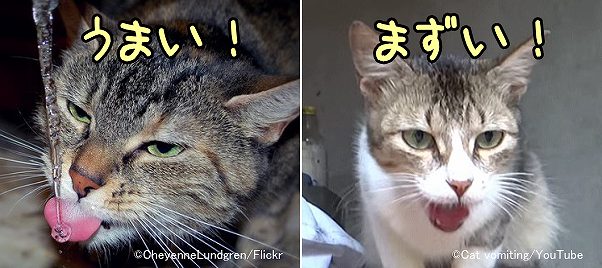 猫は食事が気に入ると目を半分以上閉じ、気に入らないと口を開けて舌を突き出す