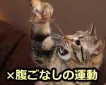 猫に腹ごなしの運動をさせるのはよくない