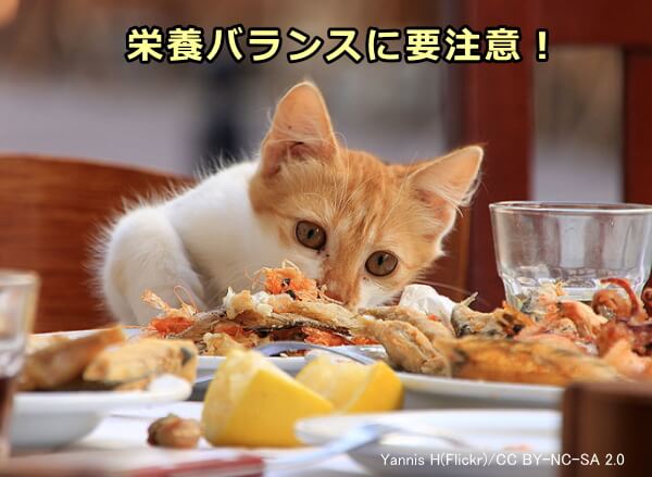 猫の手作りごはんは栄養バランスが崩れやすいので要注意