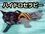 水中で猫に無理なく運動させる「ハイドロセラピー」(Hydrotherapy)