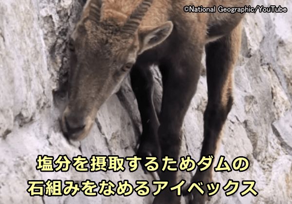 特定の栄養素が欠けた特殊飢餓状態の動物はその栄養素を含んだ物を好んで食べるようになる