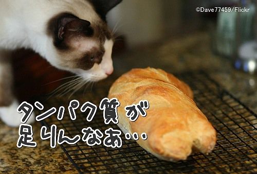 マクロ栄養素を満たせない食餌しかないとき、猫は潔く空腹を選ぶ