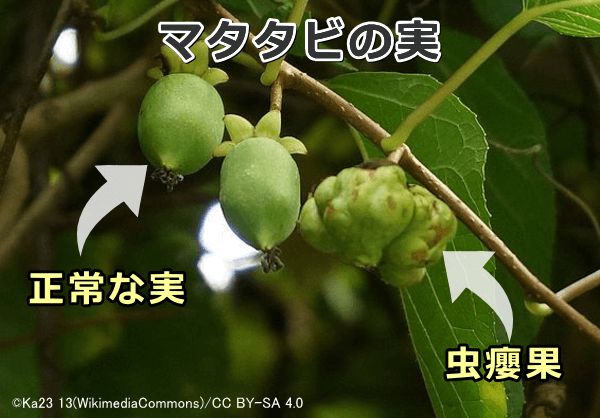 またたびの実に虫が侵入するとボコボコに変形した虫えい果ができる