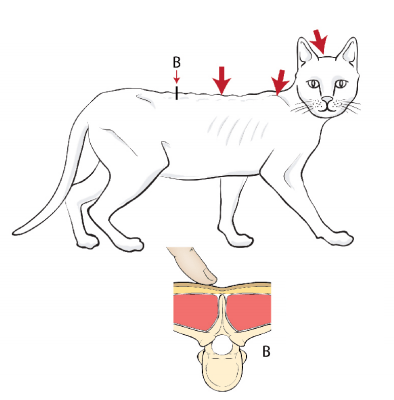猫のマッスルコンディションスコア（MCS）～わずかな筋肉の喪失