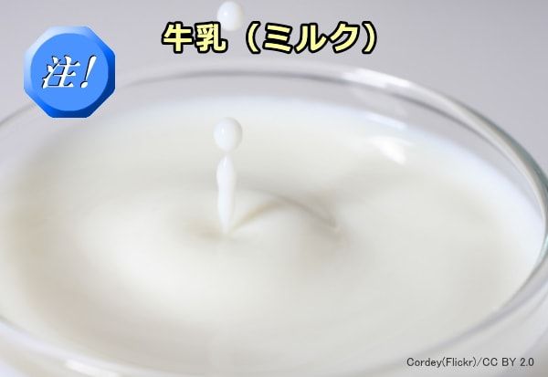 猫が食べると危険な中毒食品・食材~人間用の牛乳