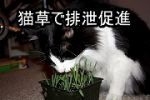 猫が草を食むのは、腸管を刺激して排泄を促すためともいわれています。