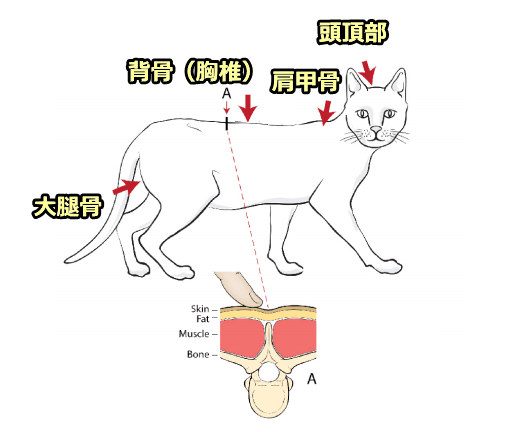 猫のマッスルコンディションスコア（MCS）～通常の筋肉量
