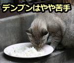 分解酵素アミラーゼをほとんど含まない猫にとって、デンプンの分解は一苦労。