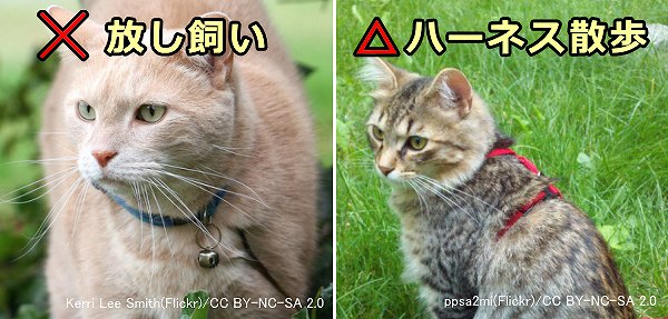 運動量増加のため猫を外にだすことには相応のデメリットがつきまとう