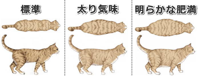 日本に暮らしている猫の半数以上は「太り気味」（BCS4）もしくは「肥満」（BCS5）に分類される