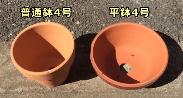 猫草の栽培に適した植木鉢の大きさは普通鉢でも平鉢でも3～4号