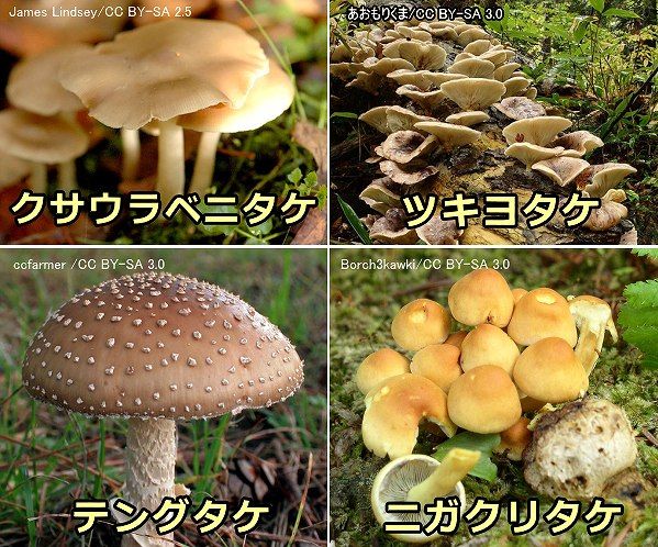 猫が食べると危険な中毒食品・食材～日本国内でよく見られる毒キノコの外観一覧写真