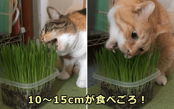 猫草は若草の丈が10～15cmになったころが最も食べやすい