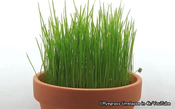 ライ麦の若草