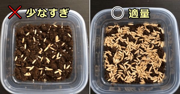 猫草の種は隙間が空きすぎず重なりすぎないようにばらまくのがベスト