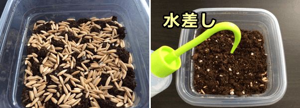 自家栽培用の鉢に種をまんべんなく巻いたら毎日水を差す