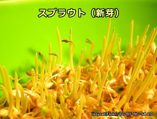 キャットフードの成分として用いられる「アルファルファ」のスプラウト(新芽)
