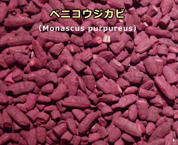 紅kもう次式をのもととなるベニコウジカビ（Monascus purpureus）
