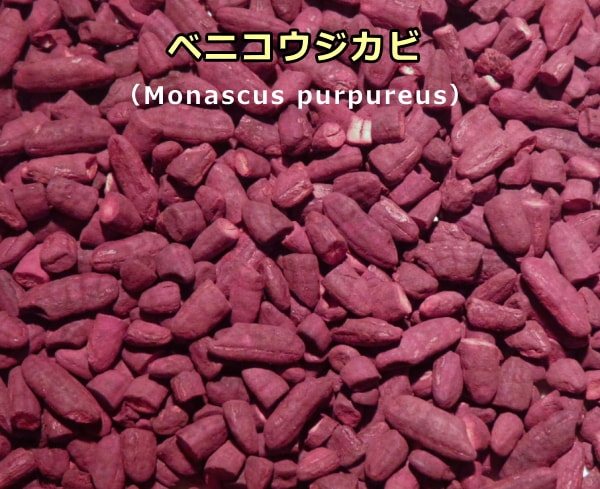 紅kもう次式をのもととなるベニコウジカビ(Monascus purpureus)