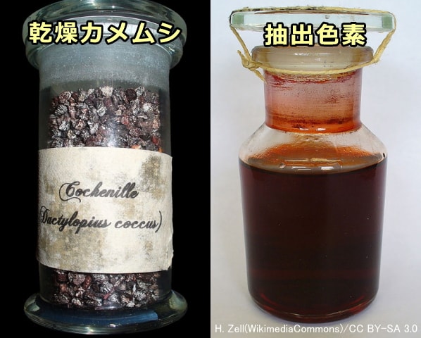 カルミン酸色素の元となる乾燥したカメムシおよびその抽出液