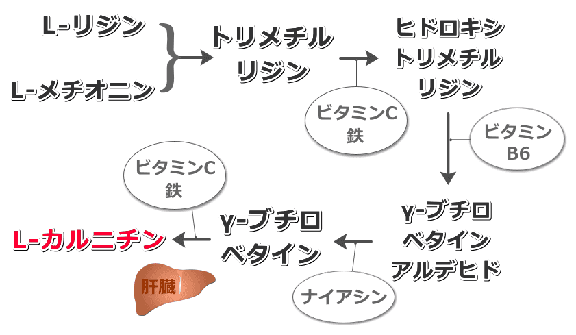 カルニチンの生合成経路・模式図