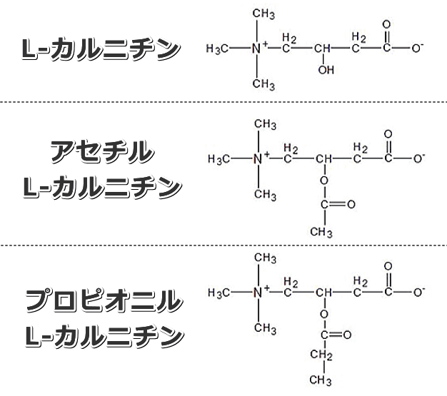 L-カルニチンの分子構造模式図