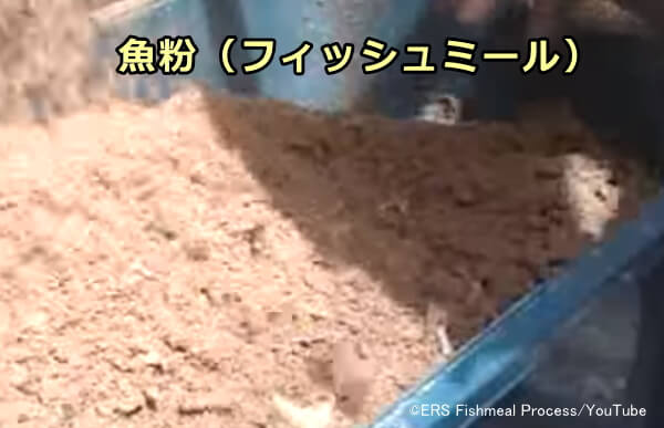 キャットフードの成分として用いられる「魚粉」(フィッシュミール)