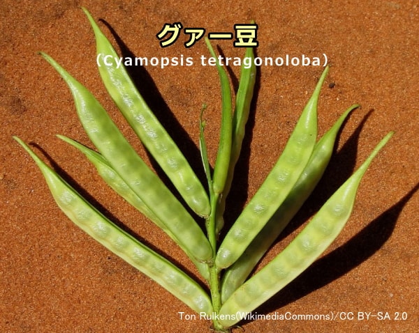 グァーガムの原料となるグァー豆(Cyamopsis tetragonoloba)