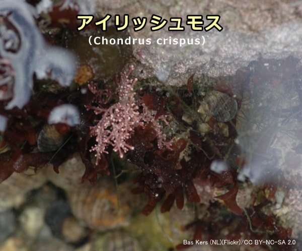 カラギーナンの原料となる紅藻の一種「アイリッシュモス」（Chondrus crispus）