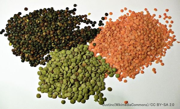 キャットフードの成分として用いられる「レンズ豆(ヒラマメ)」