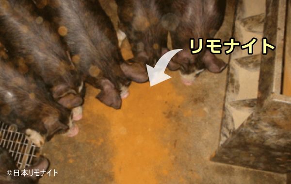 豚の飼料に混ぜられる阿蘇黄土（リモナイト）