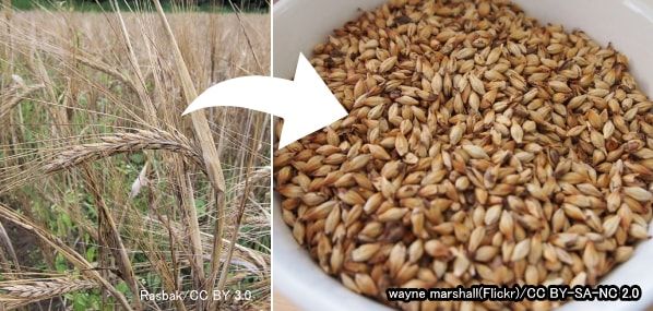キャットフードの成分として用いられるの一種「大麦」