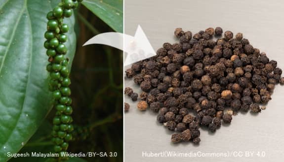 コショウ(Piper nigrum)の未成熟果実と乾燥果実の比較画像