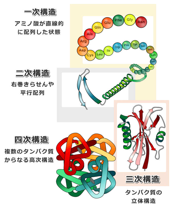タンパク質の一次構造～四次構造までの模式図